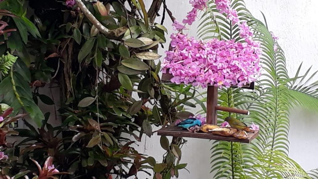 Suites Beija-Flor Парати Екстериор снимка